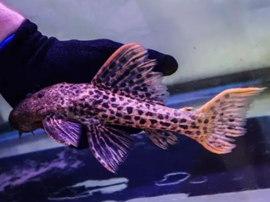 L pleco