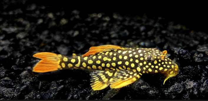 L pleco