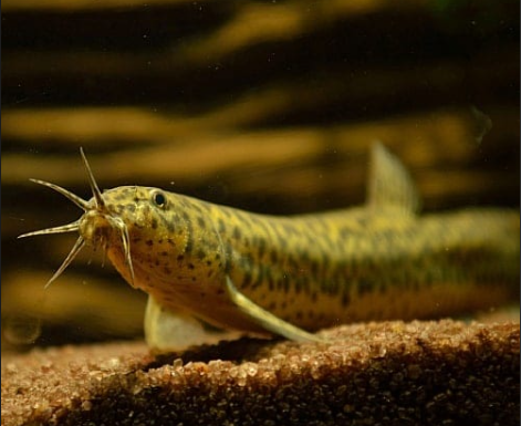 Weather Loach for Sale South Africa | RSB Aquatics