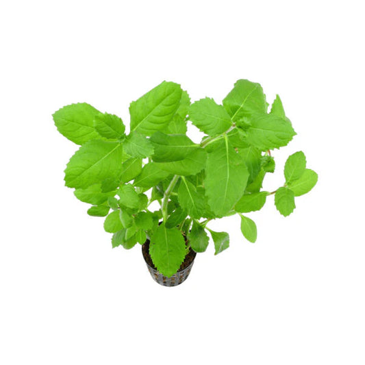 Adenostemma viscosum / Sticky Daisy