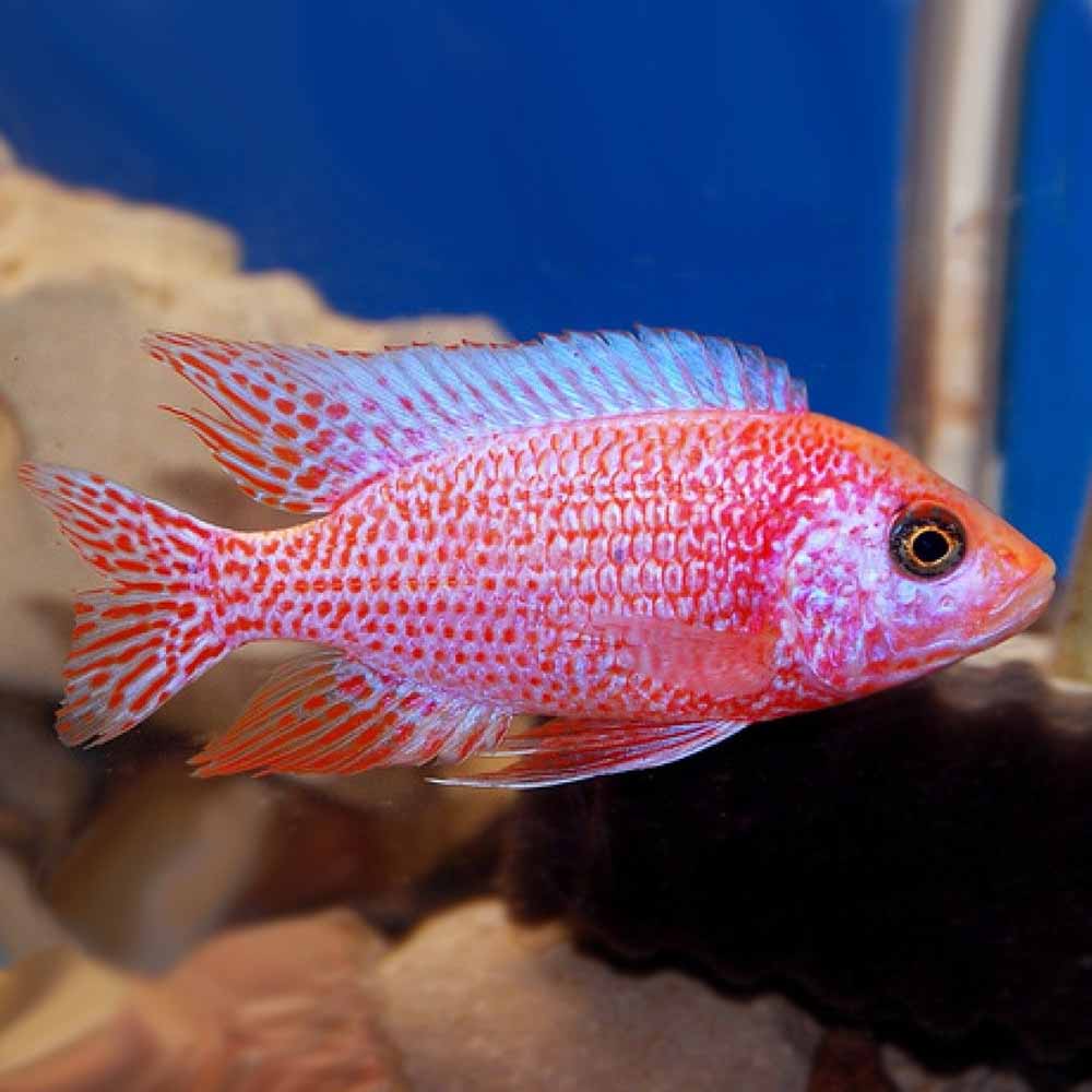 Strawberry Cichlid