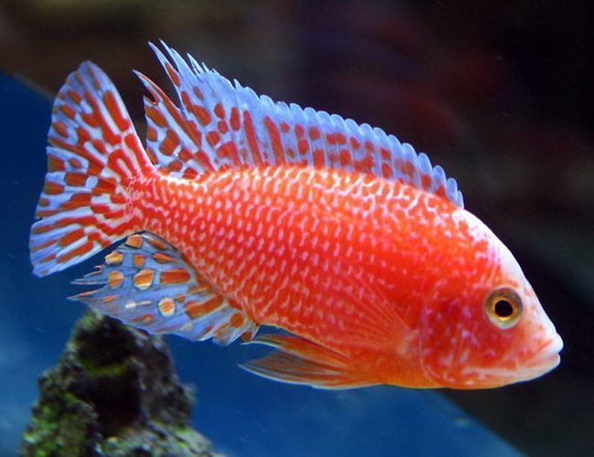 Strawberry Cichlid