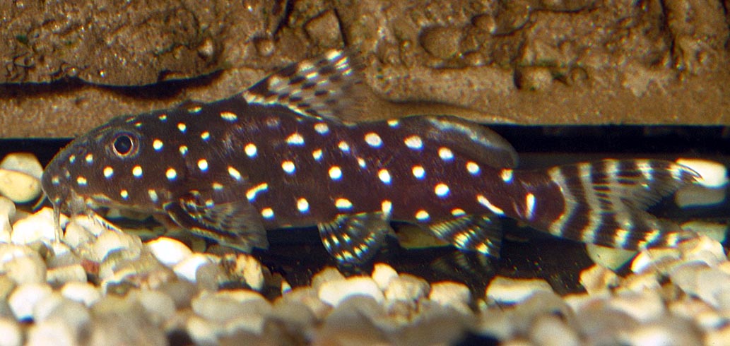 Angelicus Catfish for Sale South Africa | RSB Aquatics