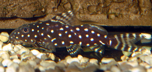 Angelicus Catfish for Sale South Africa | RSB Aquatics