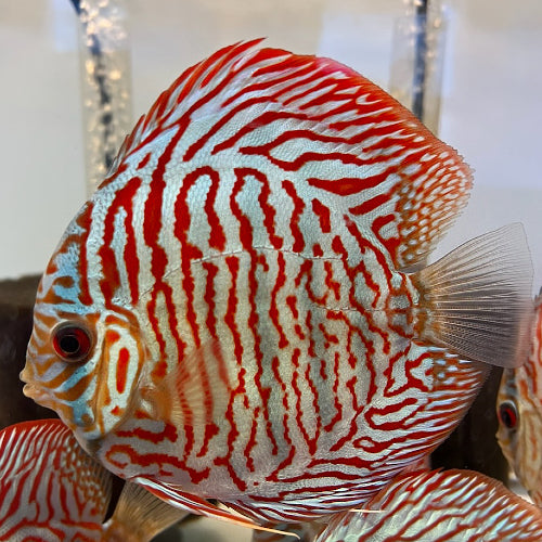 Hand selected Discus 7-8cm