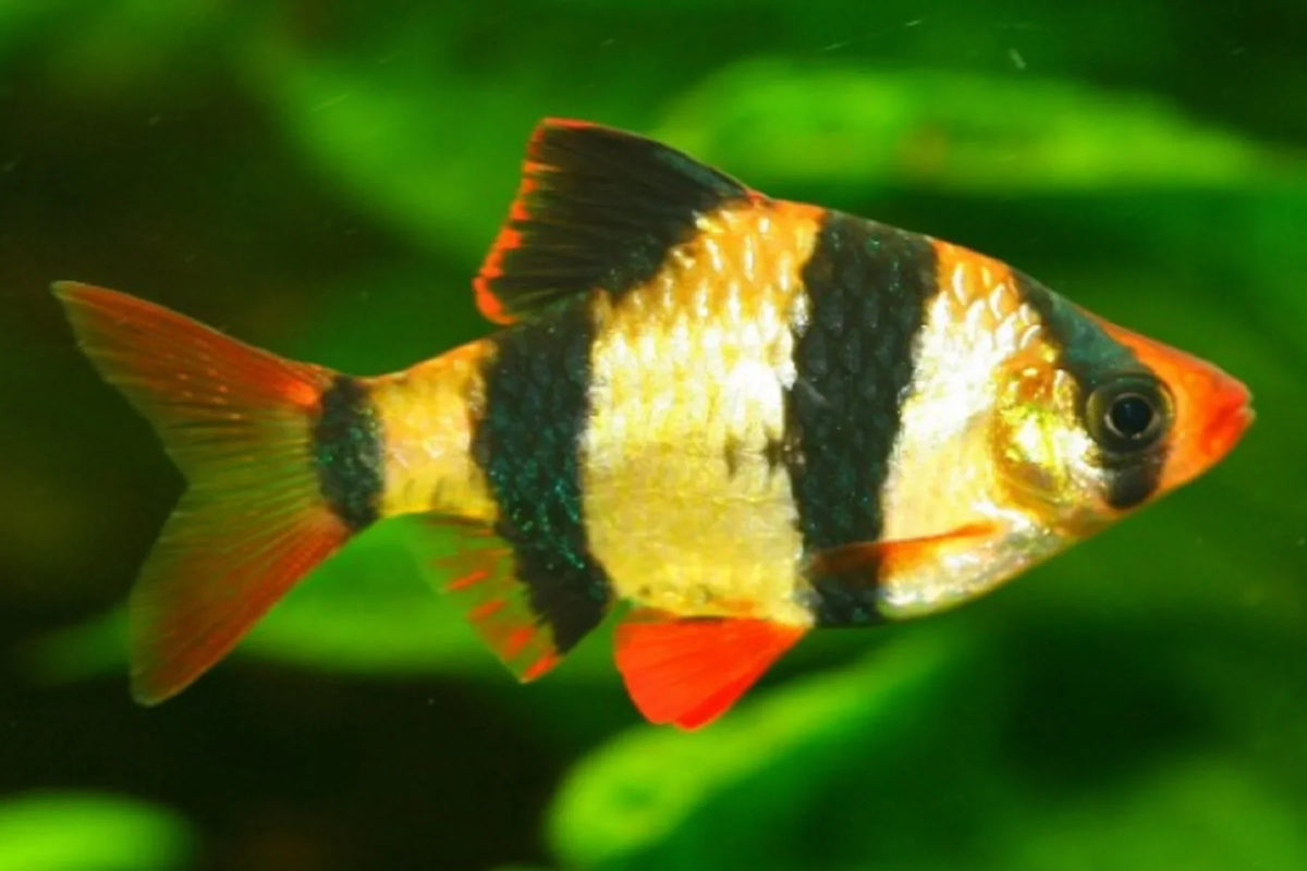 Gmo Tiger Barbs for Sale South Africa | RSB Aquatics