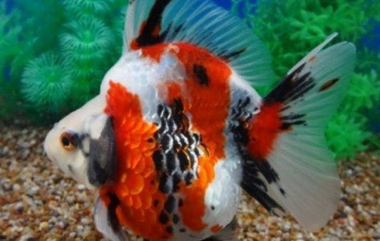 A Grade Ryukin Goldfish for Sale South Africa | RSB Aquatics