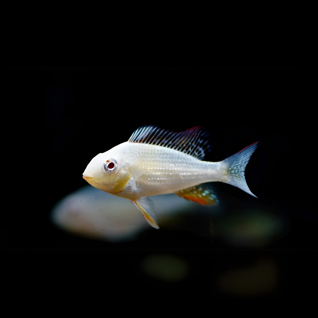 Hecklli Geophagus