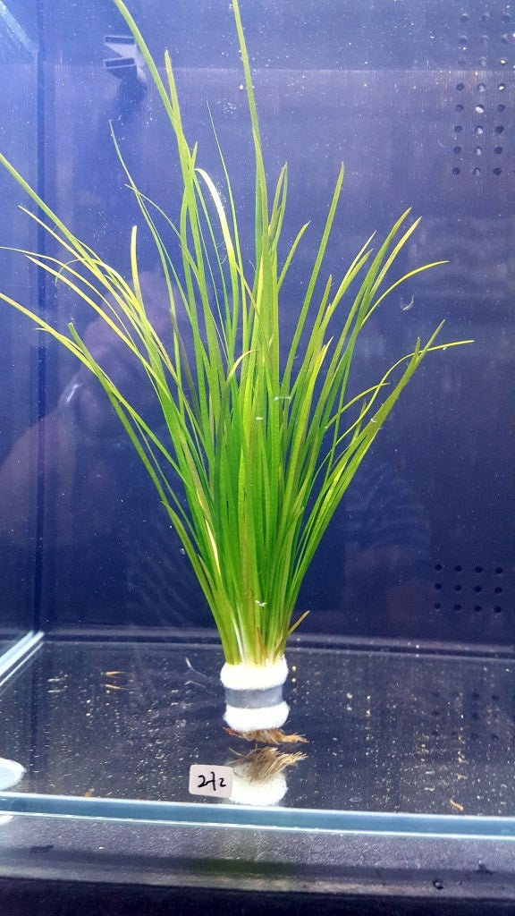 Vallisneria