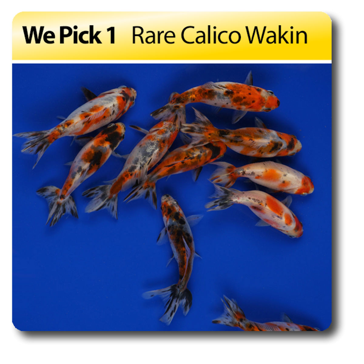Wakin Goldfish for Sale South Africa | RSB Aquatics