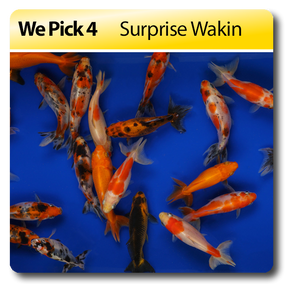 Wakin Goldfish for Sale South Africa | RSB Aquatics