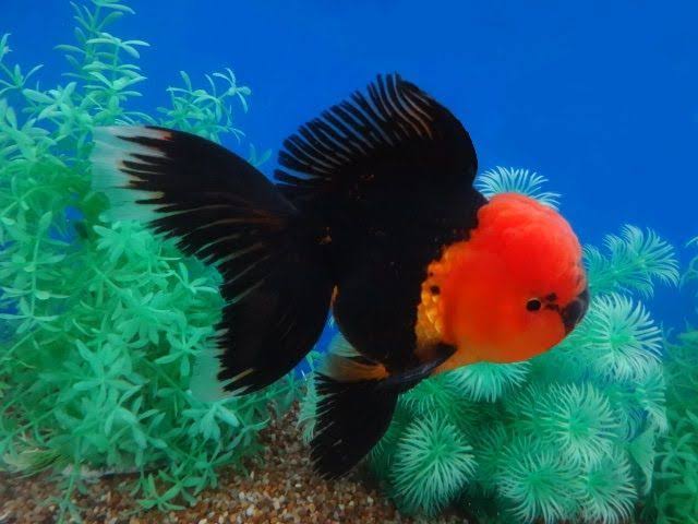 Dragon Oranda Lionhead for Sale South Africa | RSB Aquatics