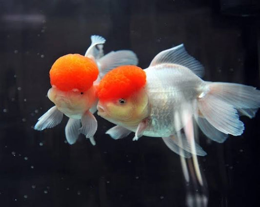 Redcap Lionhead for Sale South Africa | RSB Aquatics