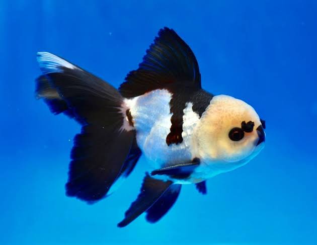 Panda Oranda Lionhead for Sale South Africa | RSB Aquatics