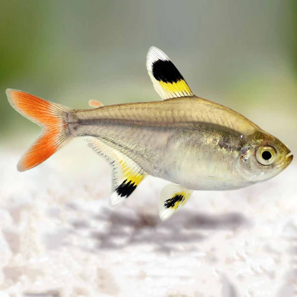 Tetras for Sale South Africa | RSB Aquatics