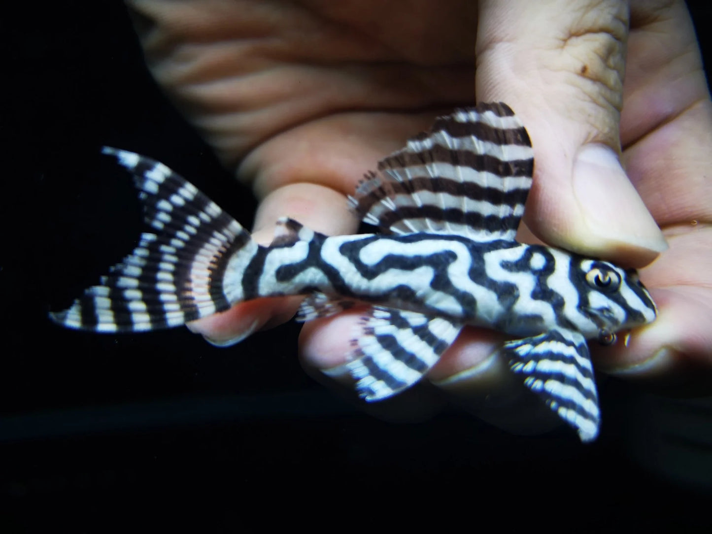 L pleco