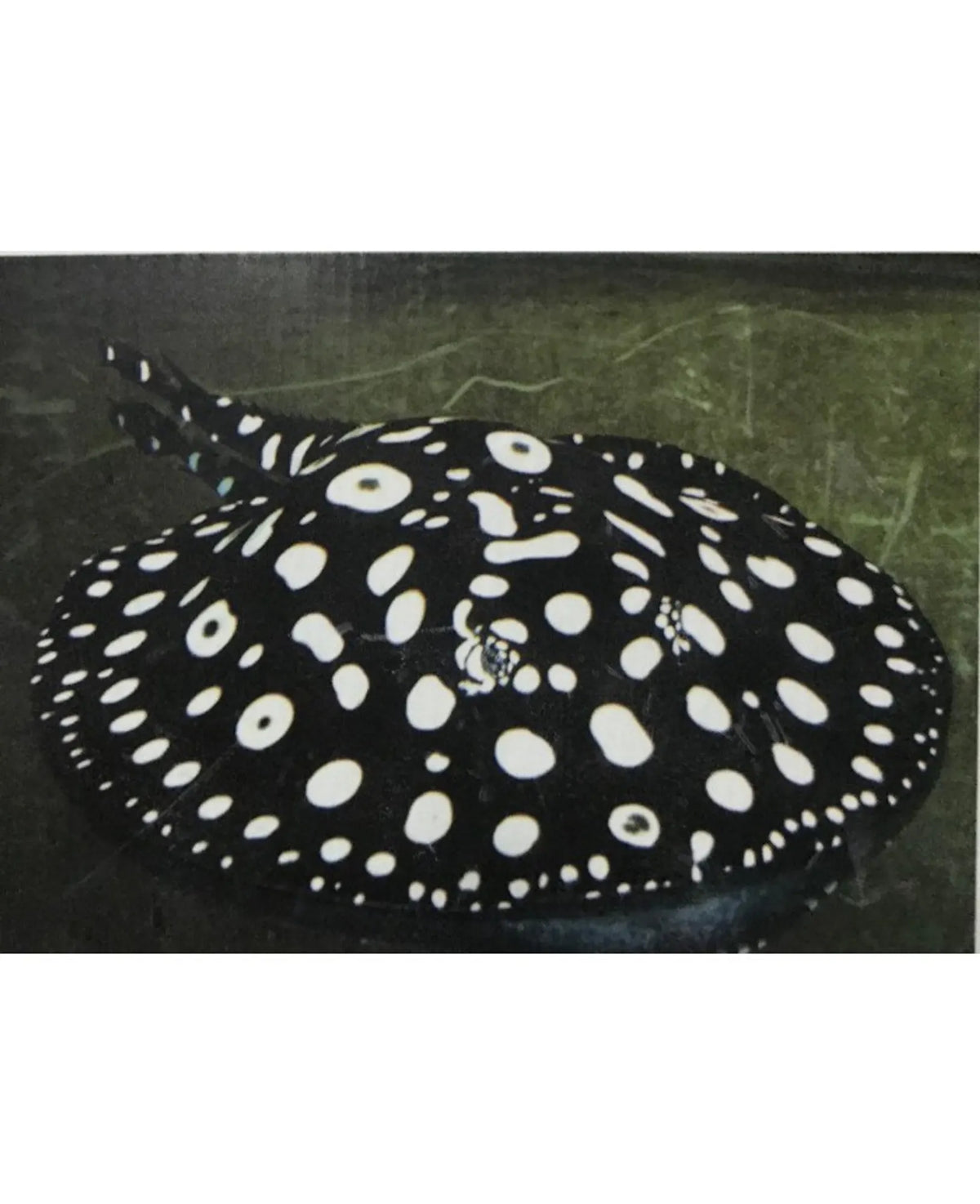 A Grade Black Diamond Stingray for Sale South Africa | RSB Aquatics