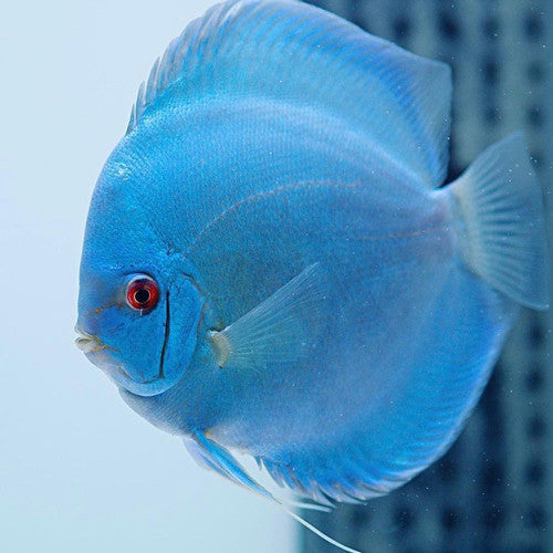Hand selected Discus 7-8cm