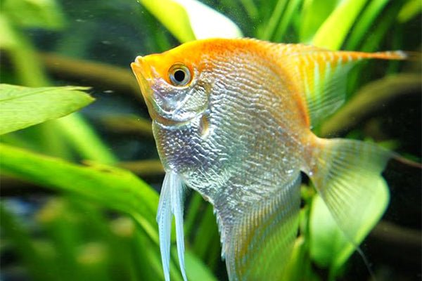 Angel Blushing for Sale South Africa | RSB Aquatics