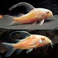 Albino Peppered Corydoras for Sale South Africa | RSB Aquatics