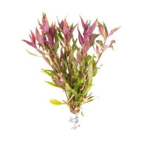 Alternanthera Reineckii 'Lilacina'