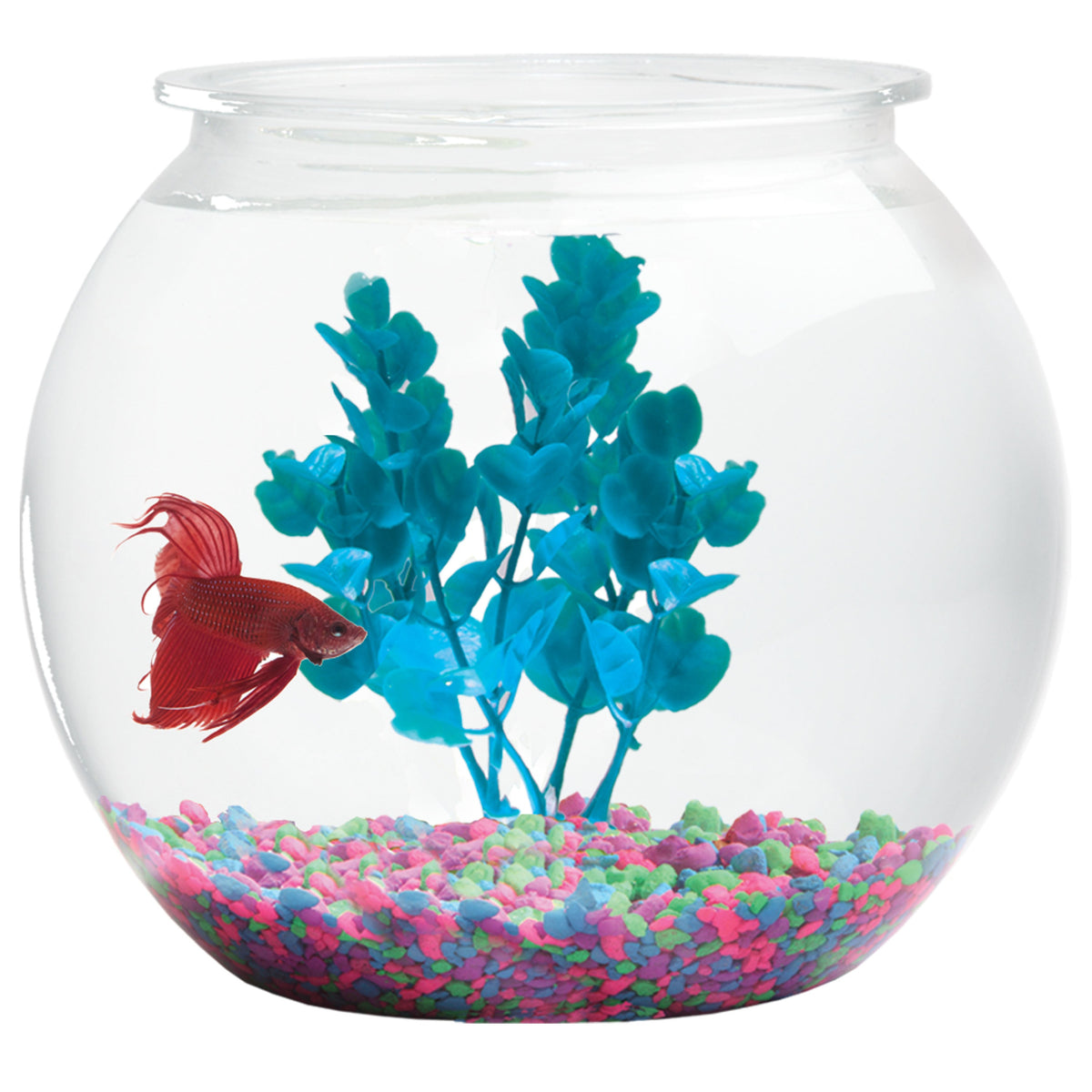 Gold Fish Starter Kit for Sale South Africa | RSB Aquatics