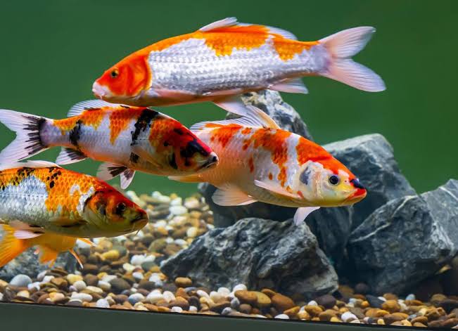 ASSORTED IMPORT JAPANESE KOI