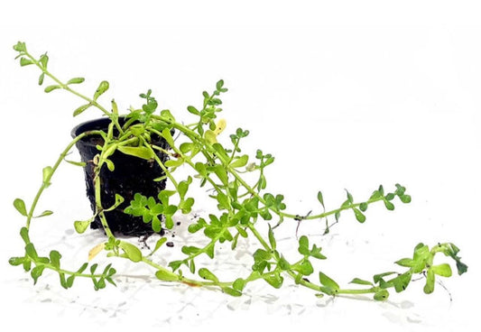Bacopa monnieri / Moneywort