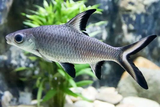 Bala Shark for Sale South Africa | RSB Aquatics