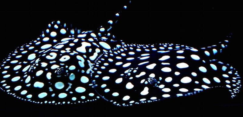 A Grade Black Diamond Stingray for Sale South Africa | RSB Aquatics