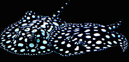 A Grade Black Diamond Stingray for Sale South Africa | RSB Aquatics