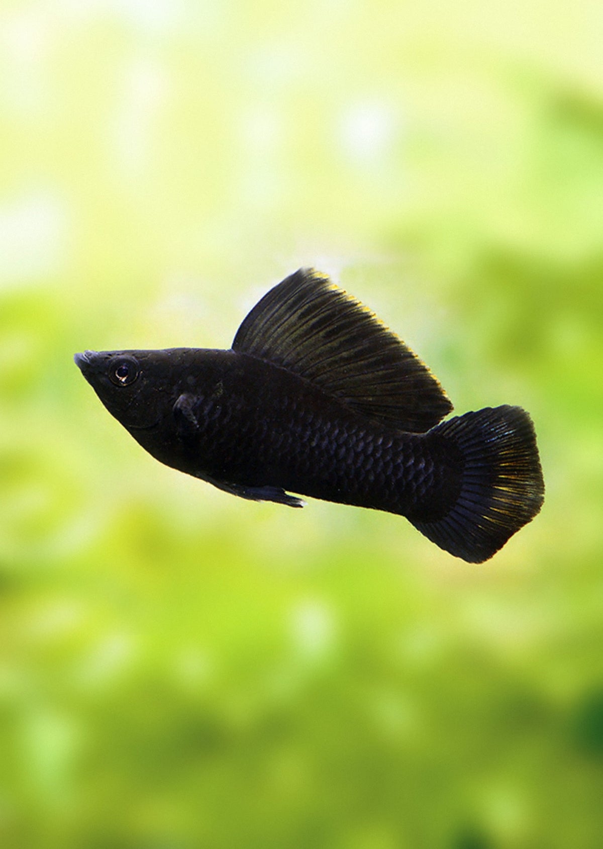 Sailfin Molly (jumbo) for Sale South Africa | RSB Aquatics