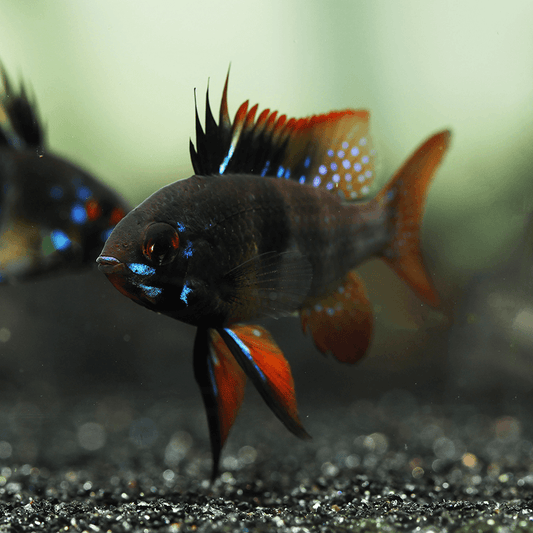 Black Ramarezi for Sale South Africa | RSB Aquatics