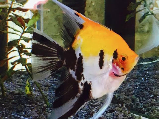 Blushing Angels for Sale South Africa | RSB Aquatics
