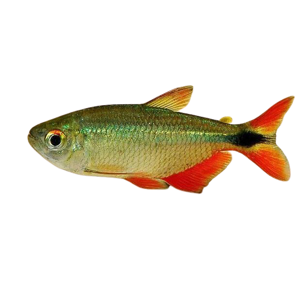Tetras for Sale South Africa | RSB Aquatics