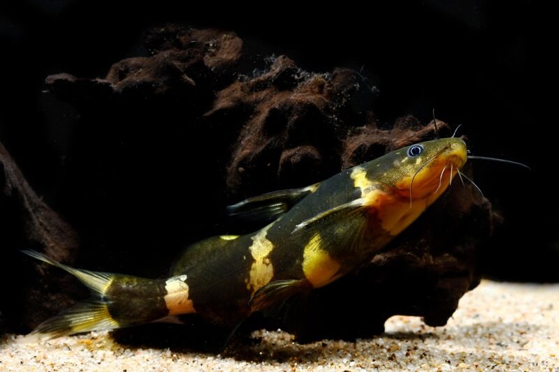 Bumblebee catfish