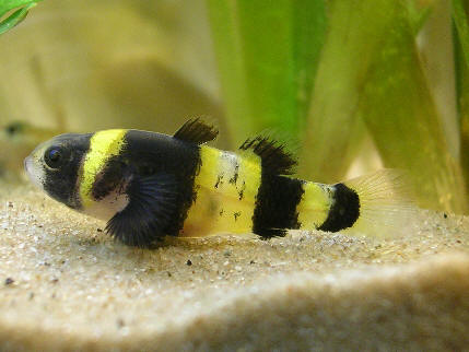 Bumblee bee goby