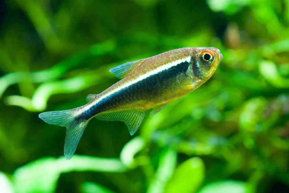 Tetras for Sale South Africa | RSB Aquatics