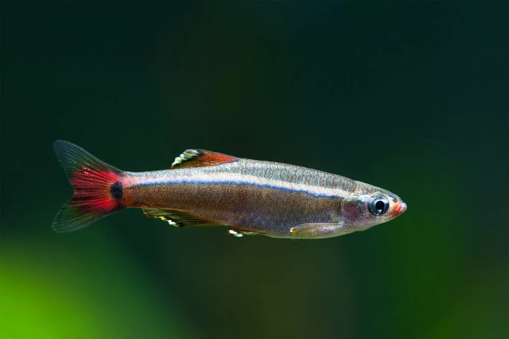 Tetras