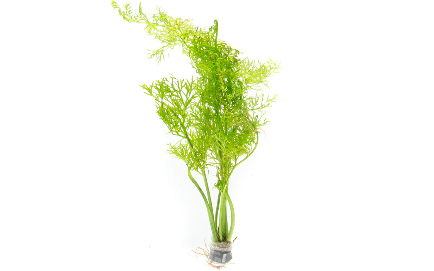 Ceratopteris siliquosa / Indian Fern