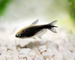 Tetras
