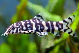 Polka Dot Loach for Sale South Africa | RSB Aquatics