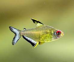 Tetras for Sale South Africa | RSB Aquatics