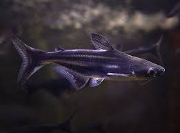 Pangasius shark
