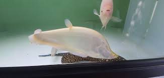 Clown Knife Fish for Sale South Africa | RSB Aquatics