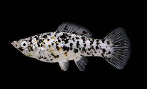 Molly Assorted Fish for Sale South Africa | RSB Aquatics