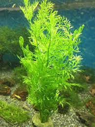 Ceratopteris Siliquosa for Sale South Africa | RSB Aquatics