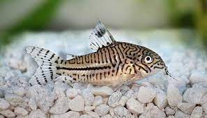 Corydoras Fish