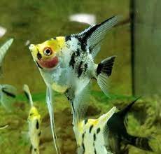 Koi Angel for Sale South Africa | RSB Aquatics