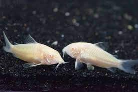 Corydoras Fish